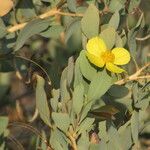 Dendromecon harfordii ശീലം