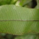 Lomariopsis hederacea Leaf