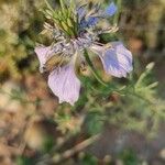 Nigella gallica Cvet