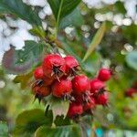 Crataegus persimilis Плід