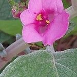 Coleus argentatus ফুল