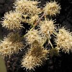 Combretum collinum Flower