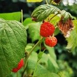 Rubus idaeus Gyümölcs
