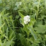 Parthenium integrifolium Lehti