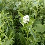 Parthenium integrifolium Folla