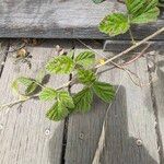 Rubus ursinus 葉