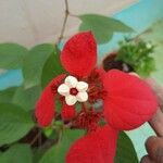 Mussaenda erythrophyllaFloare