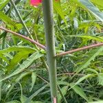 Hibiscus coccineus বাকল