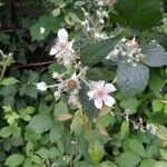 Rubus questieri Flower