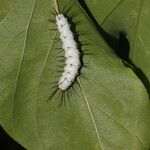 Passiflora platyloba Blad