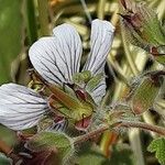 Geranium renardii Flower