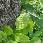 Fraxinus latifolia Leaf