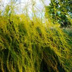 Asparagus officinalis Leaf