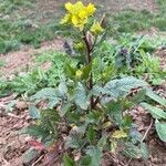 Brassica juncea Хабит