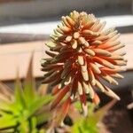 Kniphofia uvariaКветка