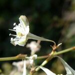 Fallopia aubertii Flower