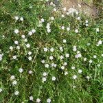 Spergularia rupicola Blomma