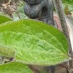 Clematis integrifolia Leaf