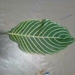 Sanchezia nobilis Folha
