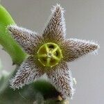 Apteranthes burchardii Flower