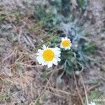 Anthemis cretica Flower