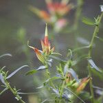 Castilleja tenuiflora Hàbitat