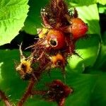 Rubus phoenicolasius Fruit