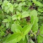 Ocimum gratissimum Leaf