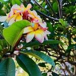 Plumeria rubra Kwiat