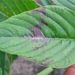 Amaranthus spinosus Leaf