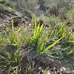 Poa chaixii Habitat