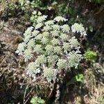 Heracleum sphondyliumപുഷ്പം