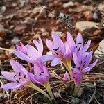 Colchicum cupanii Квітка