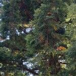 Sequoia sempervirens Habitat