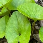 Hexastylis arifolia Hostoa