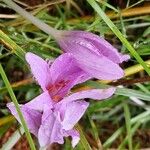 Colchicum multiflorumŽiedas