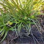 Carex oederi Leaf