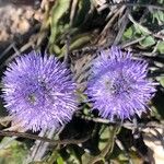 Globularia vulgaris Fleur