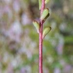 Sedum pulchellum Bark