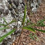 Arisaema serratum Leaf