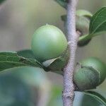 Diospyros acapulcensis Vrucht