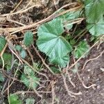 Malva pusilla Habitat