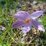 Crocus corsicus Flower