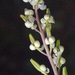 Triglochin bulbosa Flower