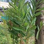 Alpinia galanga Leaf