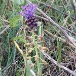 Muscari matritense Квітка