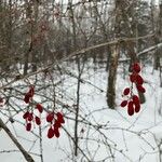 Berberis vulgarisKéreg