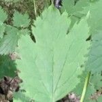 Actaea spicata Leaf