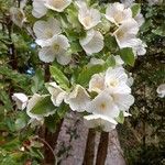 Eucryphia cordifolia Fiore