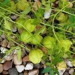 Cardiospermum halicacabum Habit